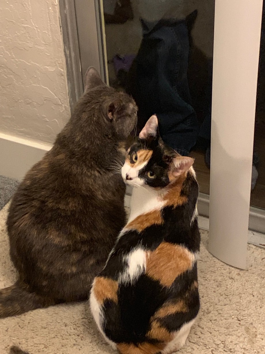 qIzlCWYPQb+3+P9lMl6pDA